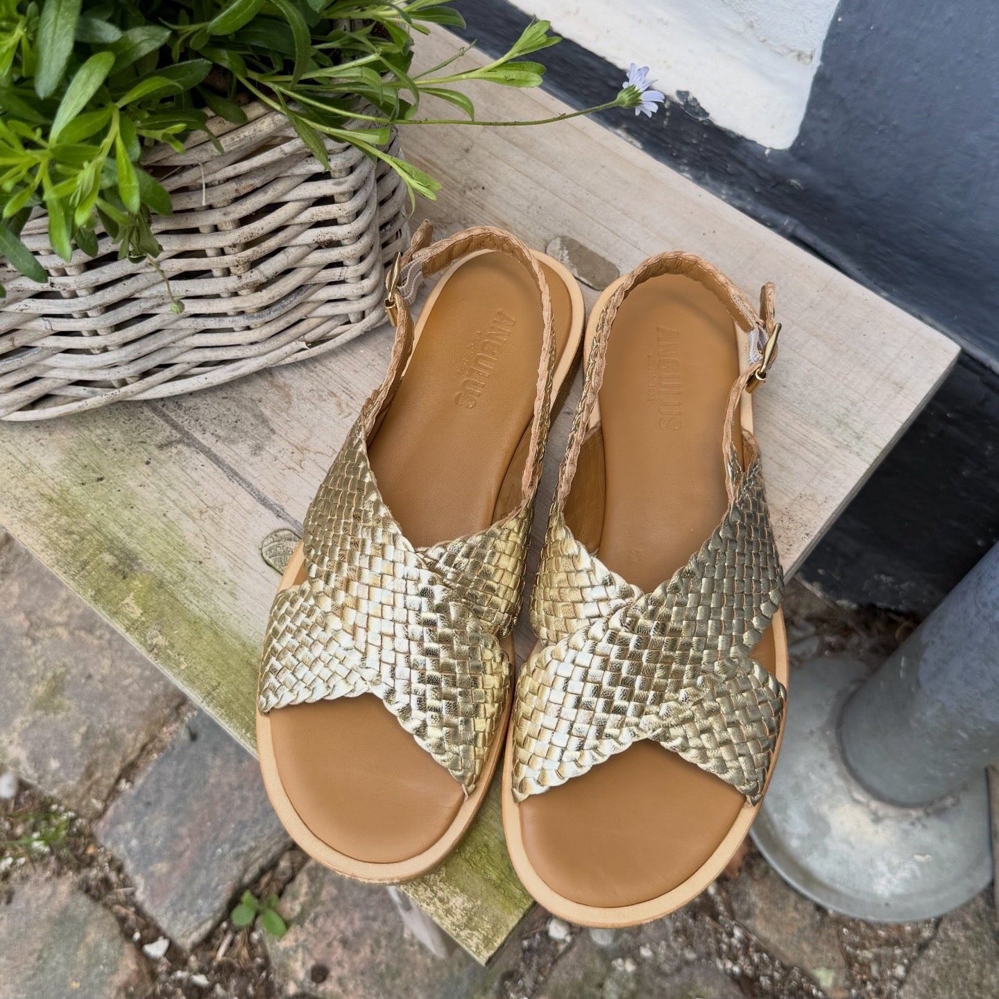 Angulus 5637 - 105 guld dame