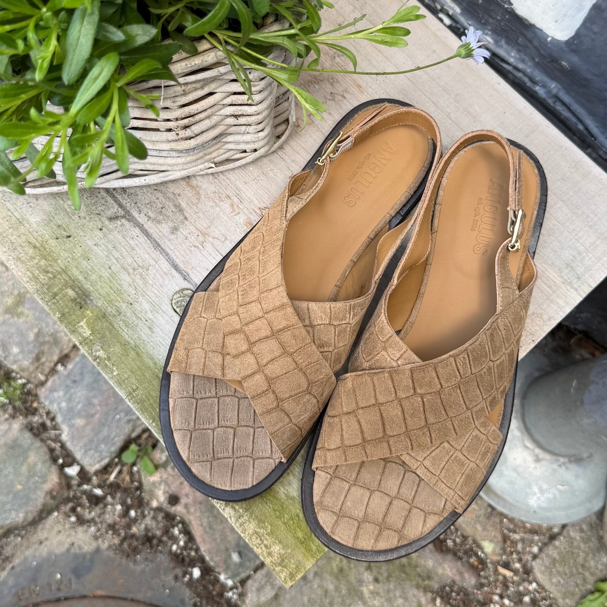 Angulus 5637 - 106 taupe croco dame